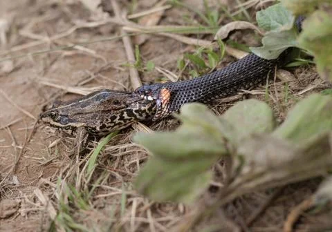 Snake eating frog Stock Photos