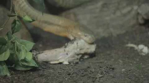 Snake Eating a Lump of Meat Video stock 24376757