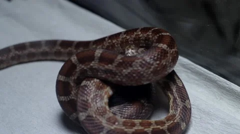 Snake eating a mouse 1 Stock Footage 51364380