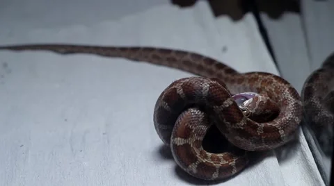 Snake eating a mouse 2 Video stock 51364382