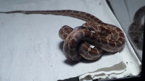 Snake eating a mouse 3 스톡 동영상 51364389