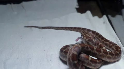 Snake eating a mouse 4 스톡 동영상 51364391