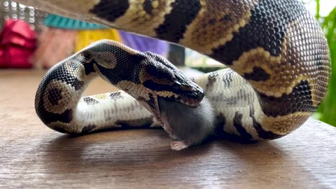 Snake eating a mouse, Closeup feeding Stock Footage 257942991
