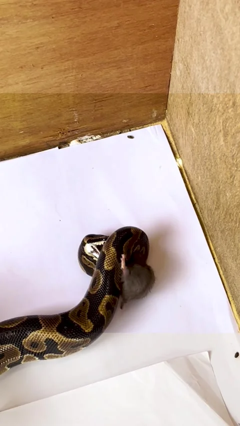 Snake eating a mouse, Closeup feeding Stock Footage 257943508