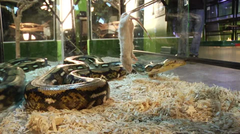 Snake eating mouse Vídeo Stock 34293617