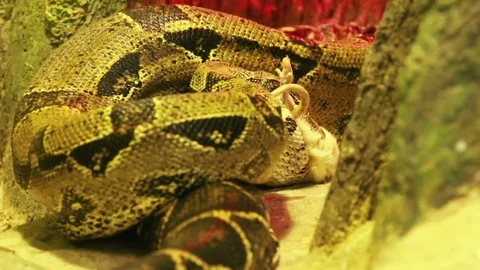 Snake is eating mouse. Stock Footage 72101676