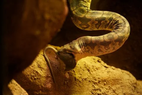 Snake eating a mouse Stock Photos