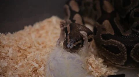 Snake eating a rat Stockbeeldmateriaal 61799733