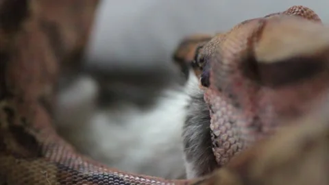 Snake eating a rat Stock Footage 163819459