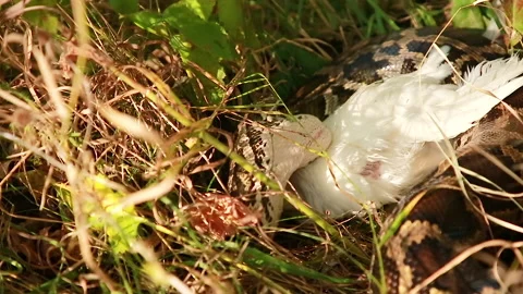 Snake eats lunch Stock Footage 151671559