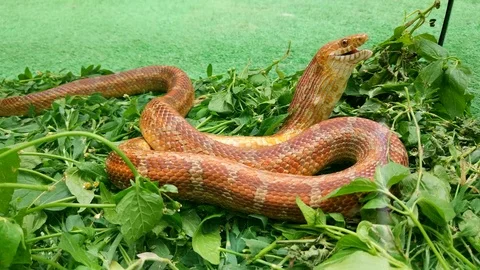 The snake eats a mouse Video stock 84604647