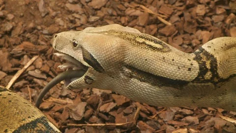 Snake eats mouse Video stock 127740687