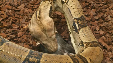Snake eats mouse Video stock 127740761