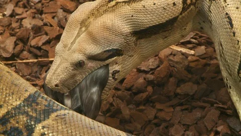 Snake eats mouse Video stock 127740778