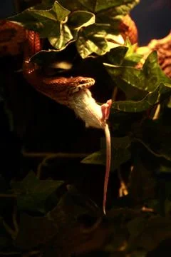 Snake Eats Mouse 写真素材