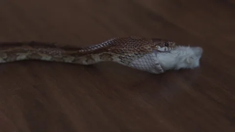 Snake eats mouse sequence Stock Footage 76443457