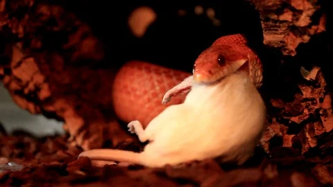 A Snake eats a white mouse Видео 112296232