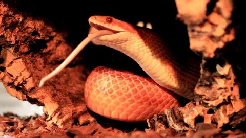 A Snake eats a white mouse Stock Footage 112296240