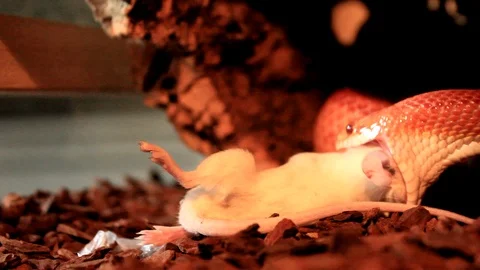 A Snake eats a white mouse - Red / Orange albino Video stock 112296207