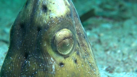 Snake eel Stock Footage 90657679