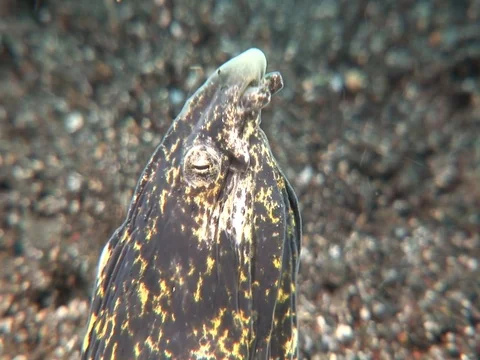 Snake Eel Stock Footage 98458526