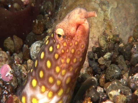 Snake Eel Stock Footage 98464758