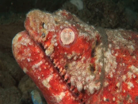 Snake Eel Stock Footage 98464818