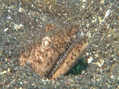 Snake Eel Stock Footage 98464861