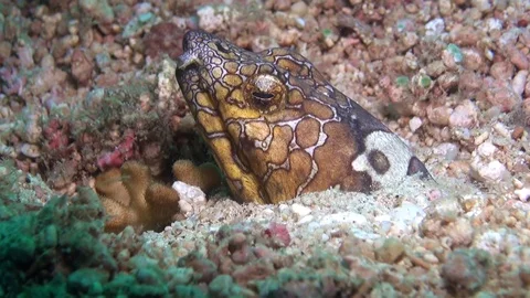 Snake eel Stock Footage 127690152