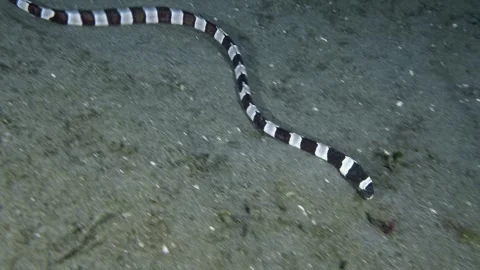 Snake Eel Stock Footage 335554234
