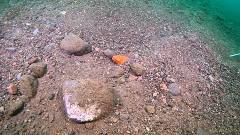 SNAKE EEL, INDONESIA. Stock Footage 311749306