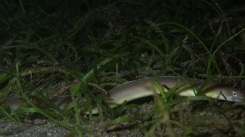 Snake Eel moves through seagrass Video stock 56875023