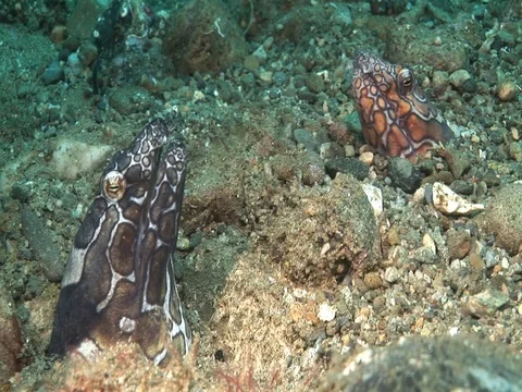 Snake Eel pair Stock Footage 98458448