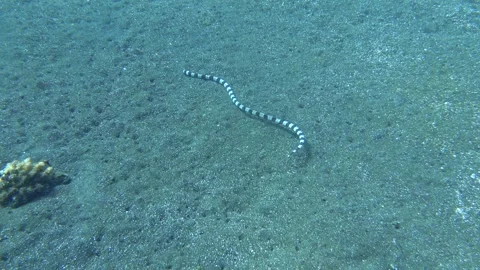 Snake eel, presumably ringed snake eel (Myrichthys colubrinus), Bali, Indonesia Stock-Footage 336752787