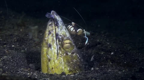 Snake eel with shrimp 001 Stock Footage 62407010