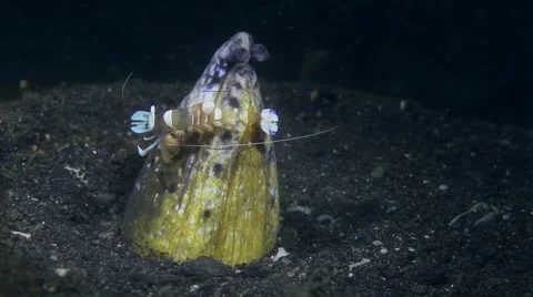 Snake eel with shrimp 002 Stock Footage 62407612
