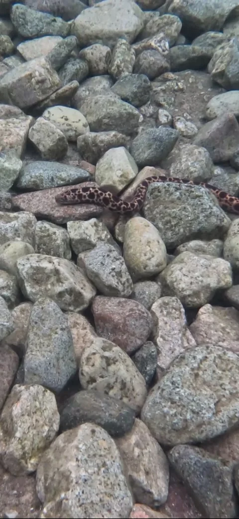 Snake Eel Slithering Along the Sea Boulders - Video Stock Footage 234070279