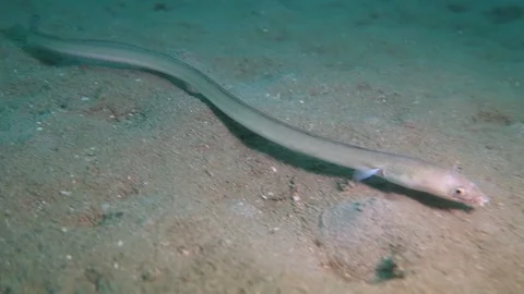 Snake Eel Swimming Stock Footage 158985649