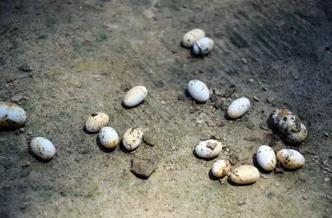 Snake egg on the ground. Dangerous and poisonous cobra egg in the field. 스톡 사진