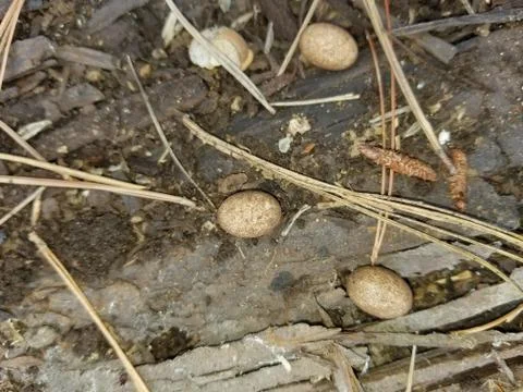 Snake eggs Foto stock
