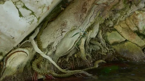 Snake emerging from water Video stock 239990036