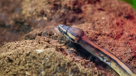 Snake explores its enclosure in a tropical setting Video stock 327945611