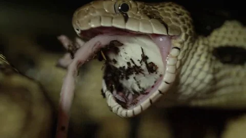 Snake Extreme Close up eating mouse Stock Footage