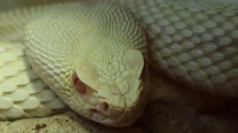 Snake Eye Stock Footage 45229144