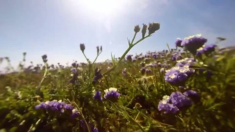 Snake Eye Stock Footage 79219254