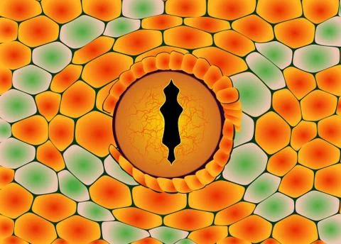 Snake Eye Stock Illustration