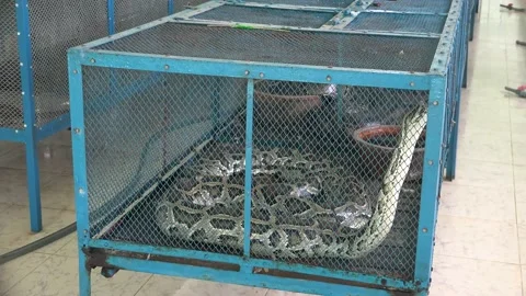 Snake Farm and a giant python in the cage Video stock 239755505