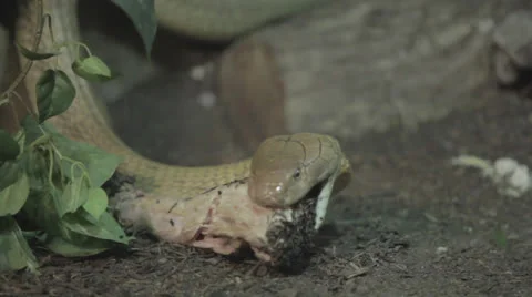Snake feeding Video stock 24378949