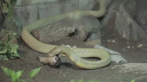 Snake feeding, wide Stock Footage 24377919