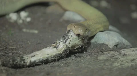 Snake feeds b -ext Stock Footage 24380286